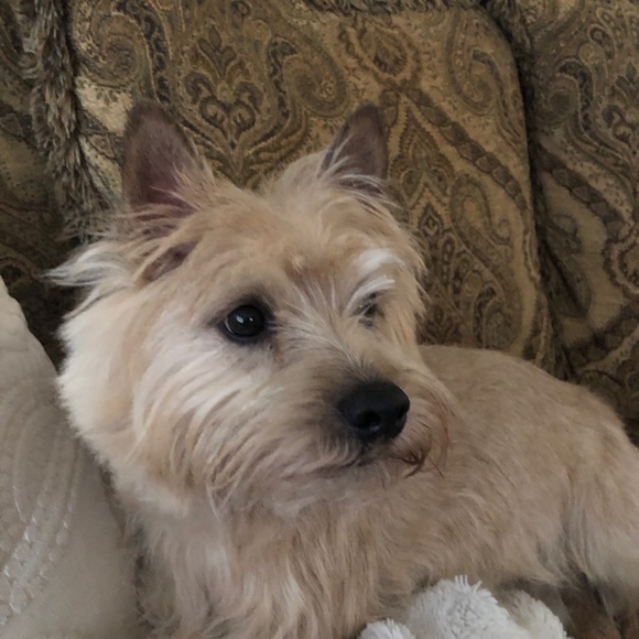 Meet your Posher, Becky - Picture 1 of 1